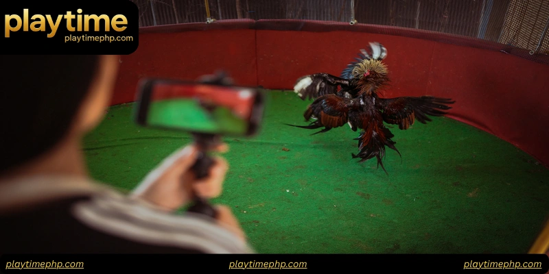 Comparing Top Cockfight Platforms