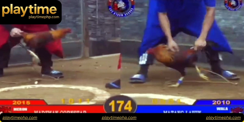 How to Bet Safely on Cockfight Philippines Live